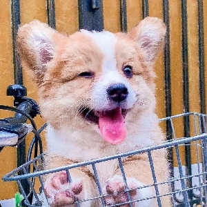 小鹿灬fawn