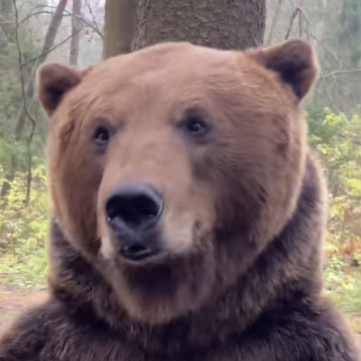 不要欺负大棕熊