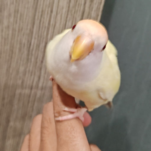 双鹦日记