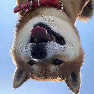月亮来了---