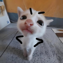 猫meme小山楂