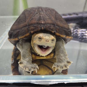 (头盔蛋龟)头盔蛋龟日常喂食,龟你太懒