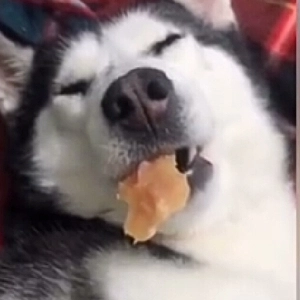 老衰四的个人空间 哔哩哔哩 Bilibili