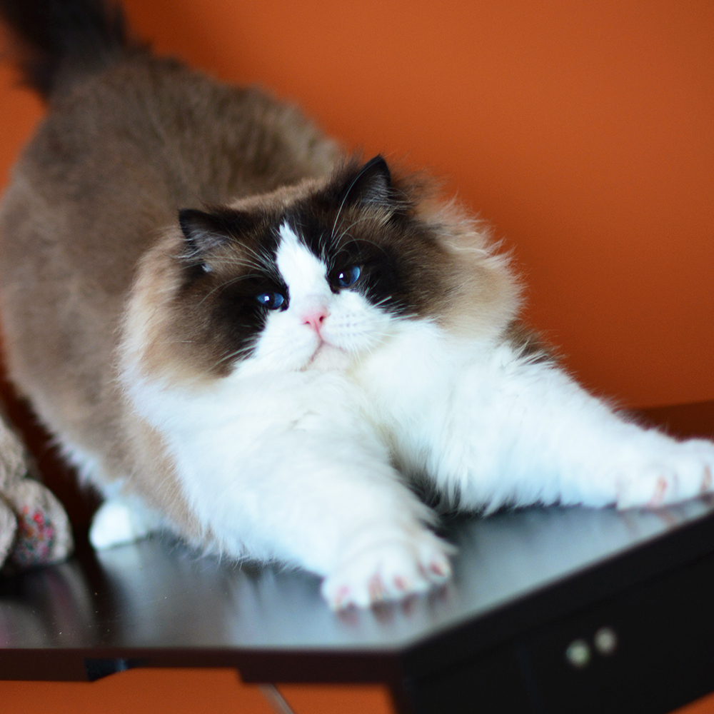 可爱的萌萌的布偶猫一枚