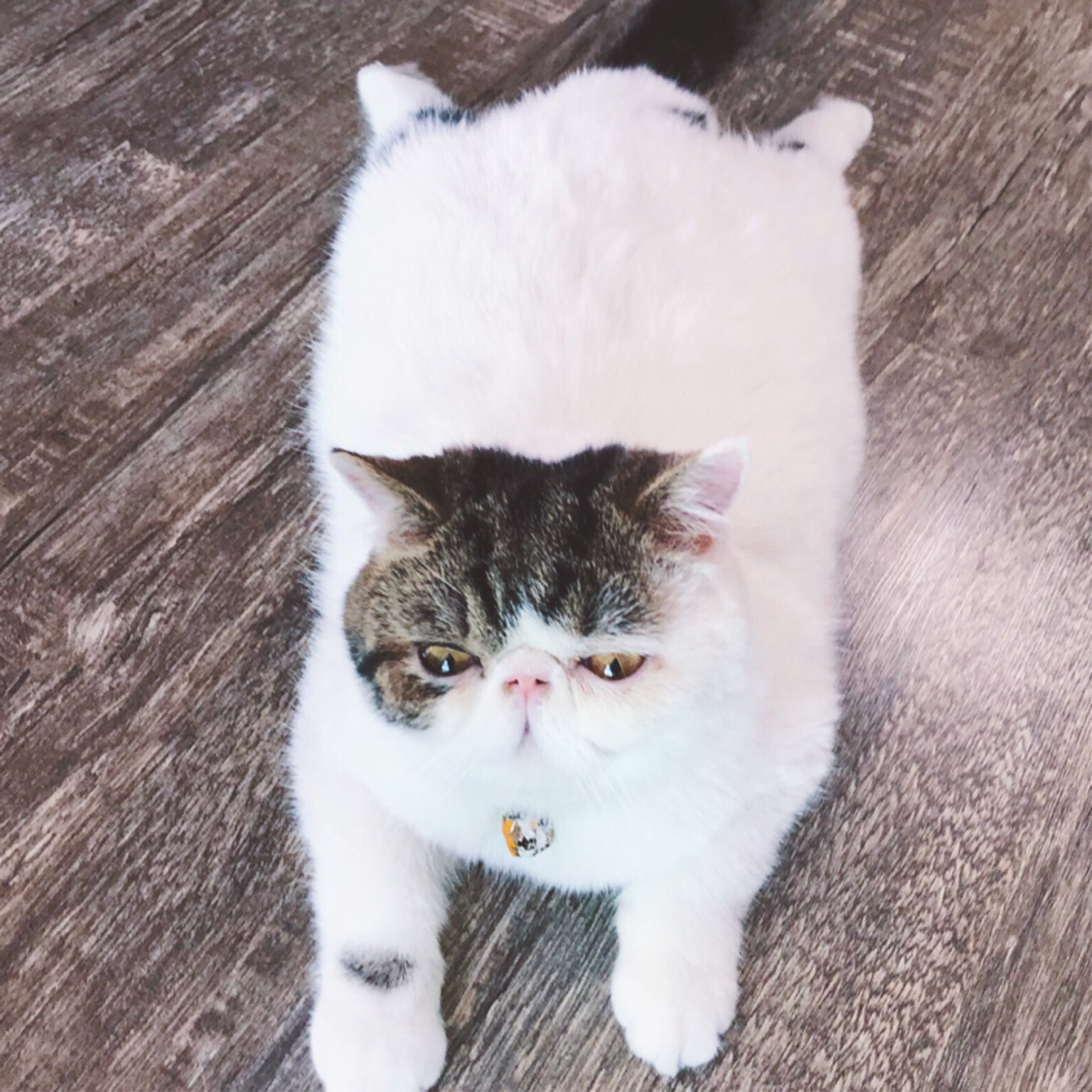 异瞳加菲小橘猫vlog1-家里萌宠三个小伙伴