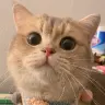 演唱