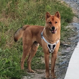 田园犬蚯蚓