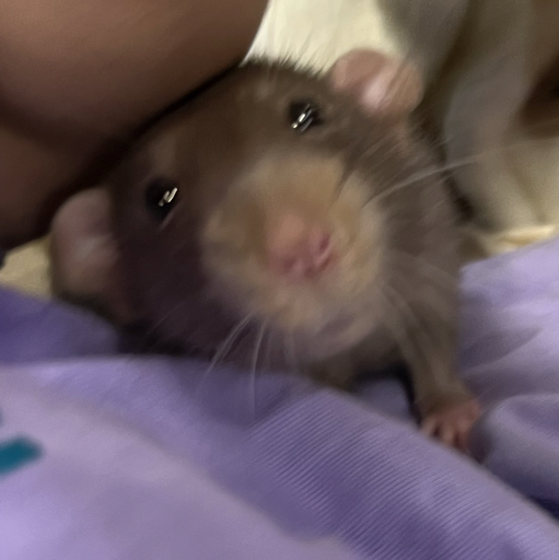 我有两只蓝大眼