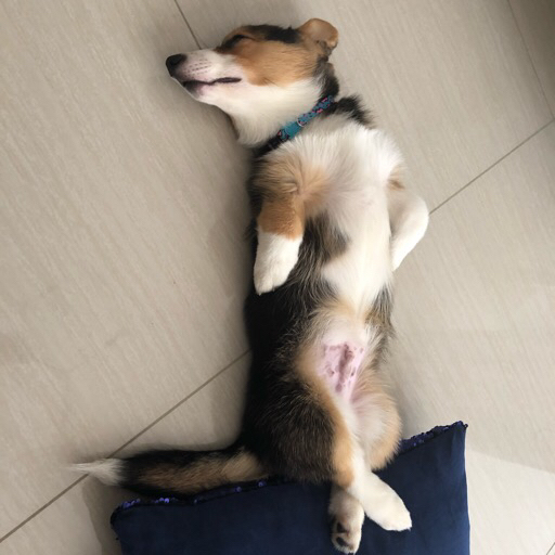 【柯基】妹妹的反击～我咬你咬咬咬咬咬