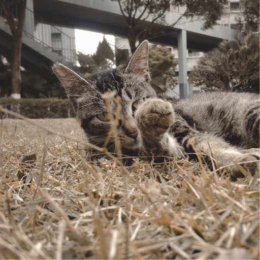戏郁