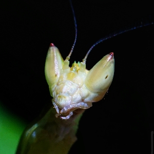 多刺斧螳蜕皮全过程