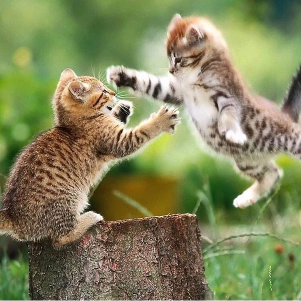 来啊,造作呀,反正有大把时光～小奶猫的玩耍时刻