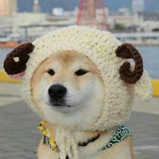 蒟蒻爱吃魔芋