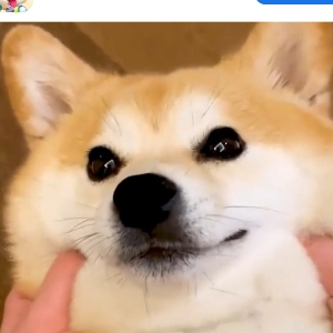 EmoFans一毛饭