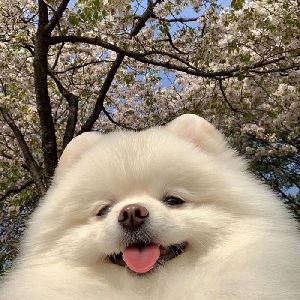 我是会飞的兔子呀