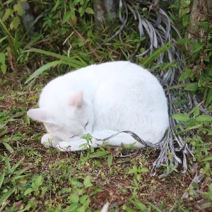 业余码手