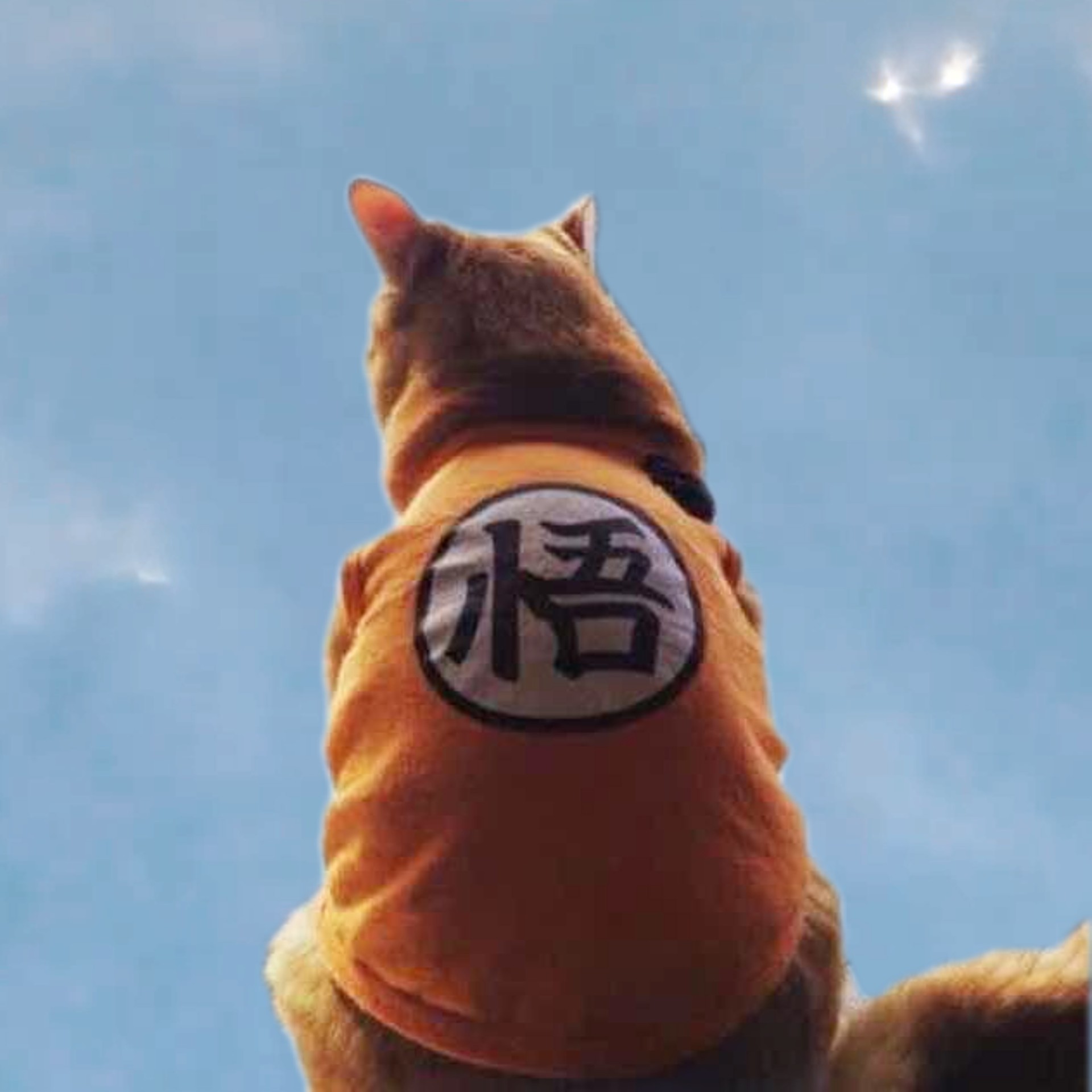丁斯塔科维奇