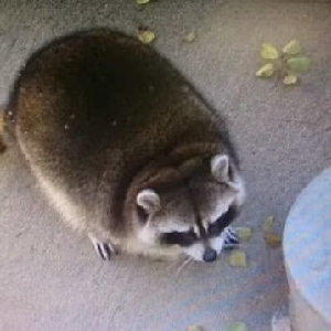-食物小偷-
