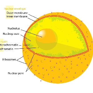 【ap biology】cell 13:photosynthesis in preview & chlorophyll