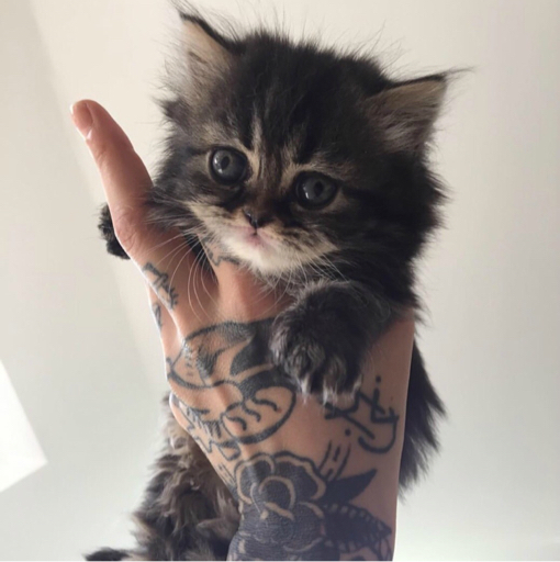 穿林北腿中正正