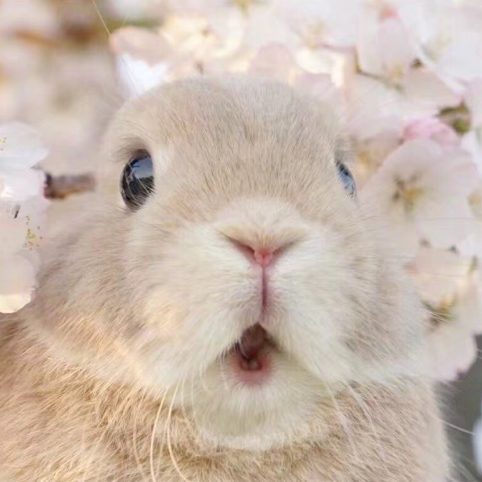 不是蠢汪是兔砸