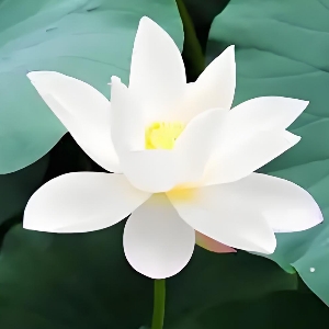 自然净意