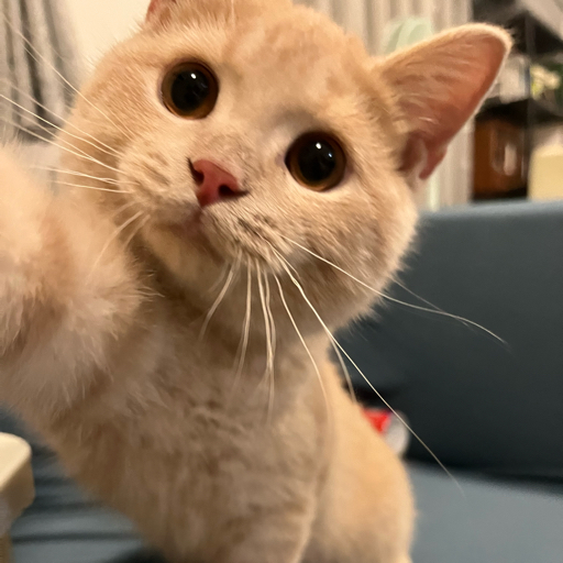 蝎子赖赖zzz