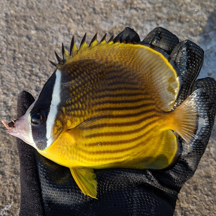 河口区域水面系路亚夏威夷海鲢
