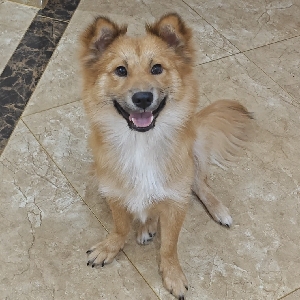 忠犬小黄本犬