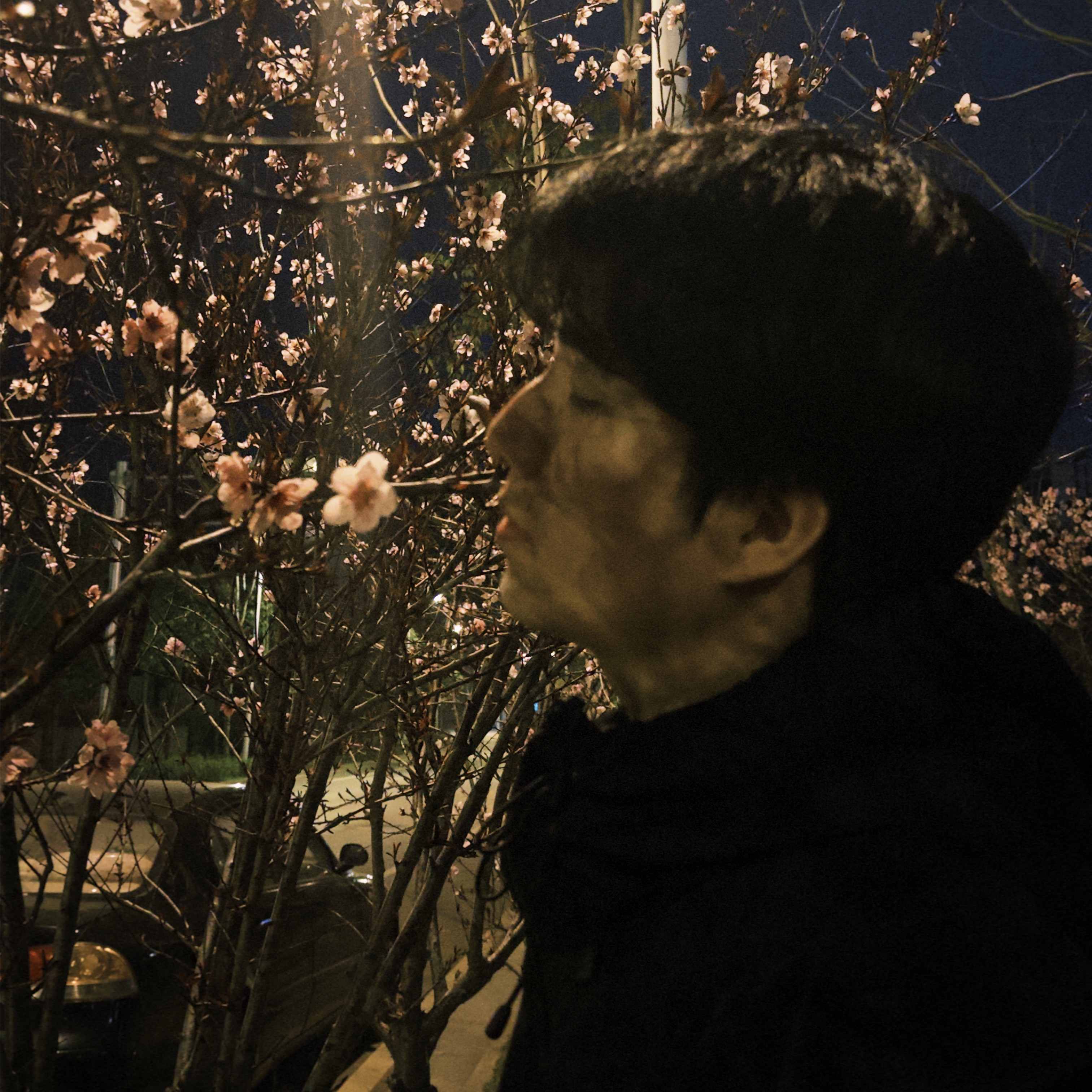 树叶菌0v0