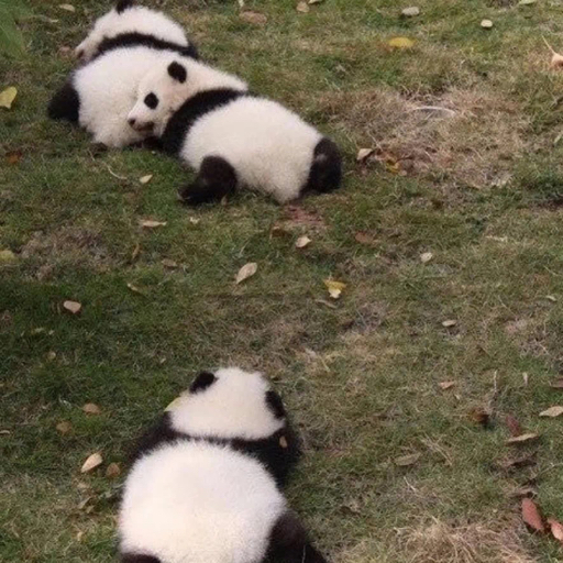 护与露