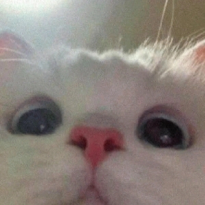一百万只猫ovo