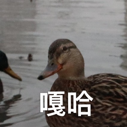 想吃饭的阿飞