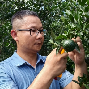 柑橘糖科学