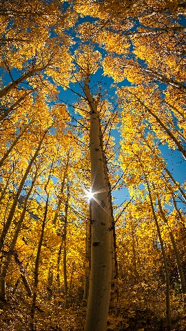 缅怀五四诗歌《时代的巨浪》希望大家能够喜欢