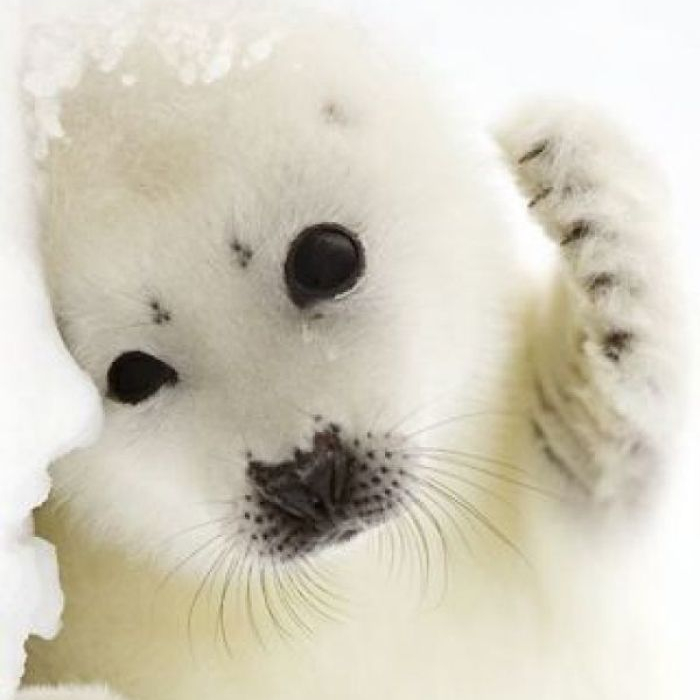 白球海豹