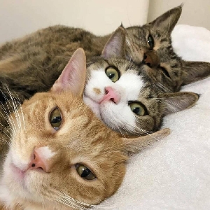 ⚠