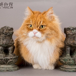 【学习用喝茶用休闲用bgm!】ピアノパッヘルベル