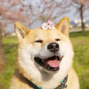 金可龟