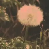 日本最早的搞笑战斗大喜利王 生肉 哔哩哔哩 Bilibili