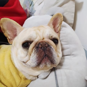 H脆脆鲨H