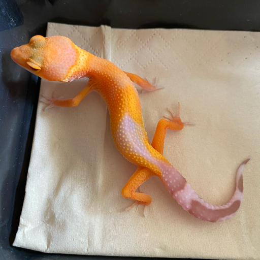 大眼睛诞生记 豹纹守宫 橘化柠檬霜