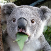 《复联4》中国大陆定档时间确定,与全球第一批