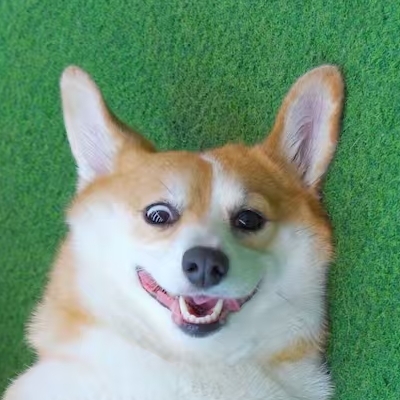 泡厨房的顾小胖