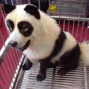 叶阳文