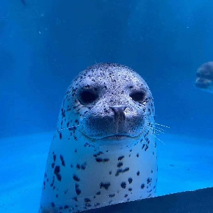 海豹君_