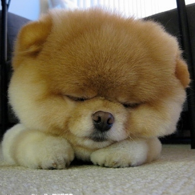 《鹰爪铁布衫》,江湖上传说的"偷蛋不成丢了命"就是从这里面来滴!