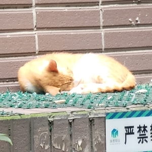 还是清风阿