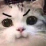 许卓子