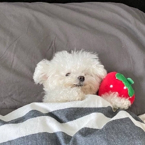 给林势俊整了个blingbling特效